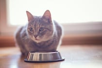 食欲不振やおう吐が見られたら注意！猫の聞き慣れない「6つの病気」実体験