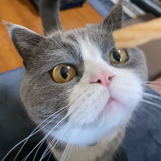 おやつに釘付けになっているブリティッシュショートヘア