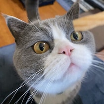 愛猫の気分が下がったときはどうすべき？ ゴキゲンを取り戻すためのステップ