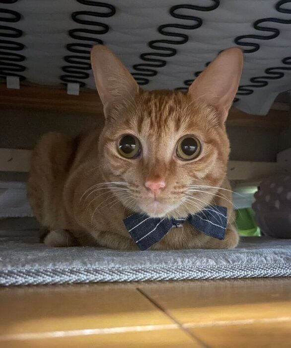 2才半頃の猫