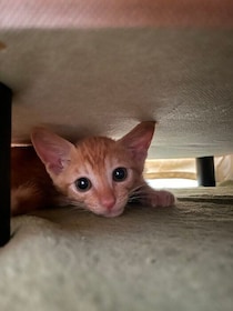 「まん丸お目目」で飼い主を見つめる生後3カ月の保護子猫→約2年後にも同じような姿が！　成長ビフォーアフターにほっこり