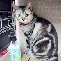 かけるべきはここ！　愛猫のためのお金の使い方と、読者のリアル節約術