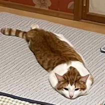 「おててないない」「溶け猫」「ふみふみ」バズる猫しぐさの理由を解説