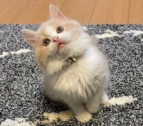 生後2カ月の“ちょこん”とした子猫→4才になり“もさもさ＆ぼふぼふ”な姿に！　成長ぶりが愛おしい
