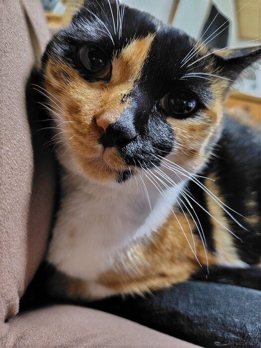 1才8カ月の猫
