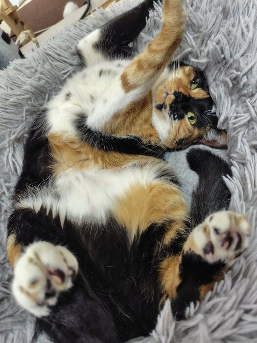 仰向けになっている猫