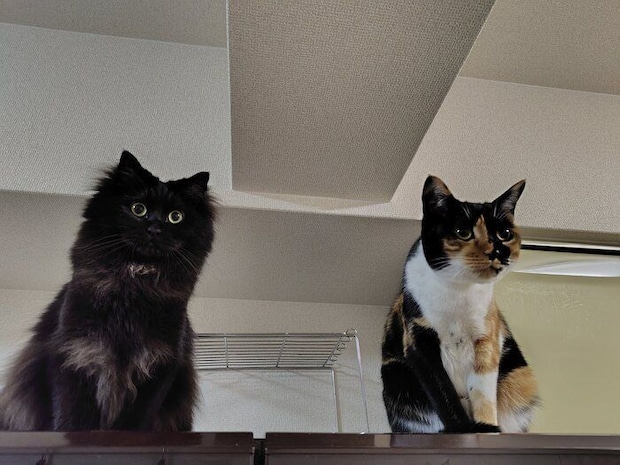 同じ方向を見る2匹の猫