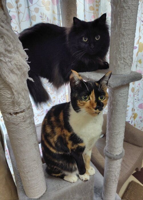 キャットタワーでくつろぐ2匹の猫