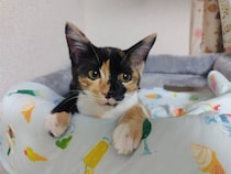 先住猫を亡くして「心に穴が空いていた」飼い主が保護子猫をお迎え→約1年半後、クリクリの目は変わらず“甘えたさん”なコに！