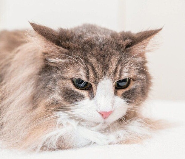 猫の太陽の位置