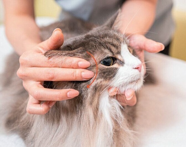 マッサージされる猫