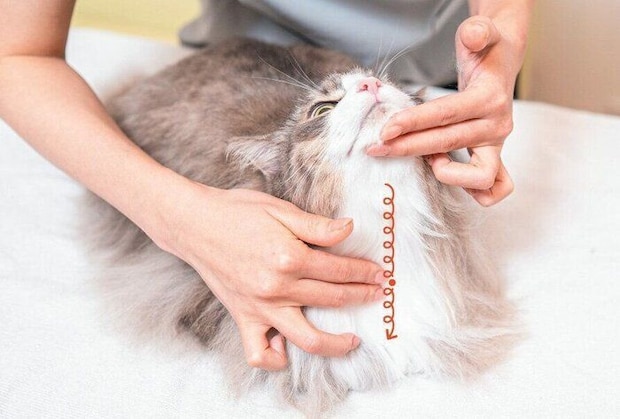 マッサージされる猫