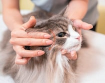 おなかの不調に！ 猫の胃腸トラブルを解消するマッサージって？　獣医師が解説！