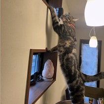飼い主さんに聞いた愛猫のイタズラ体験談＆対処法を獣医師が解説