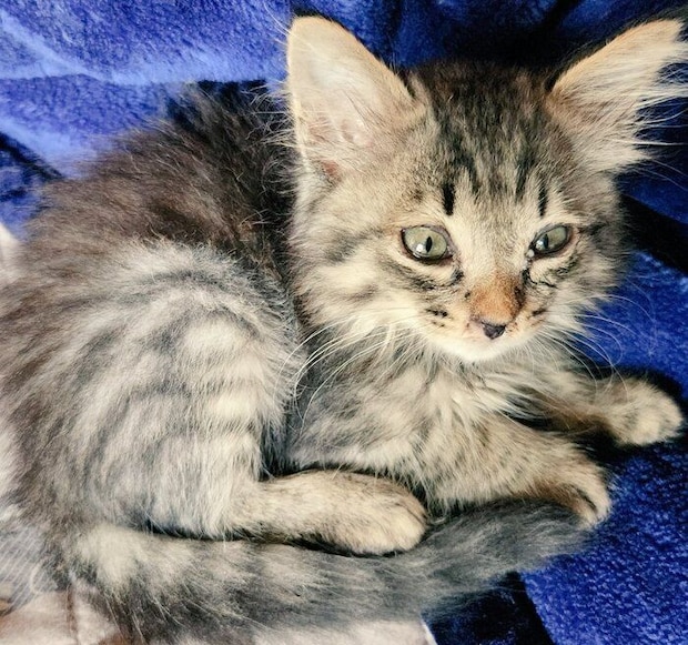 生後2カ月の猫