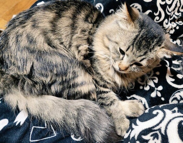 くつろいでいる猫