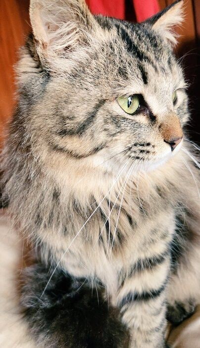 横を見る猫