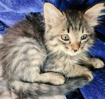 生後2カ月の保護子猫をお迎え→よく動いて食べて元気に成長し、1才の今は「いないと困る大切な家族」に！