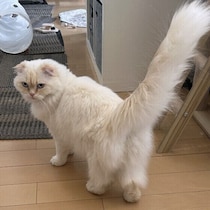 ぷりぷりな動きには意味がある！猫の“おしり”にまつわるしぐさ4選
