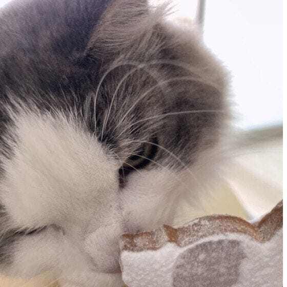 ミックス猫　ごはん待ち