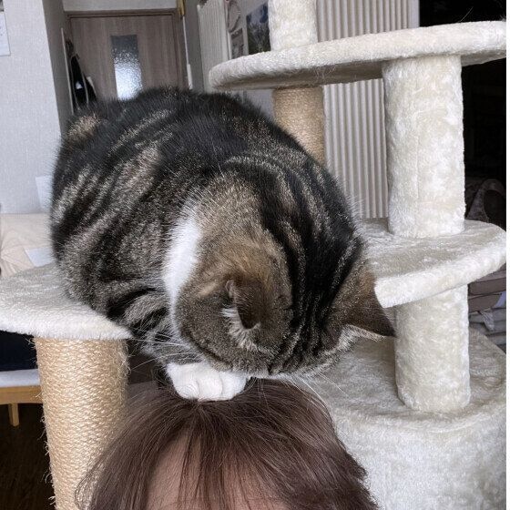 ブリティッシュ＆ペルシャ　変なポーズ