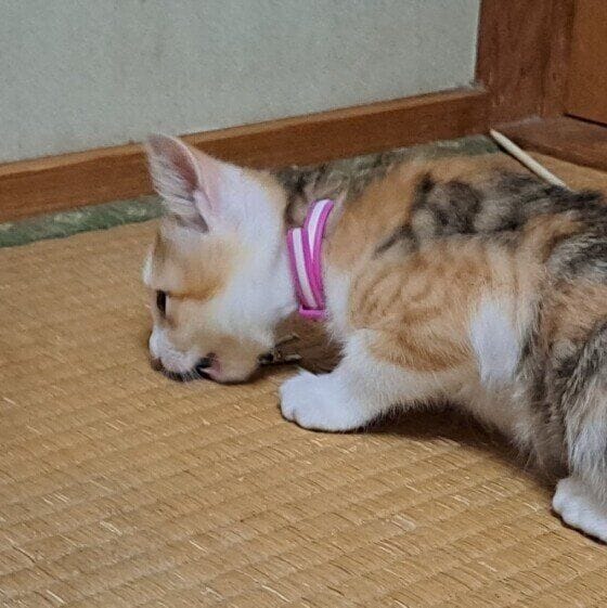 MIX　ミケ　何かにおうぞ...