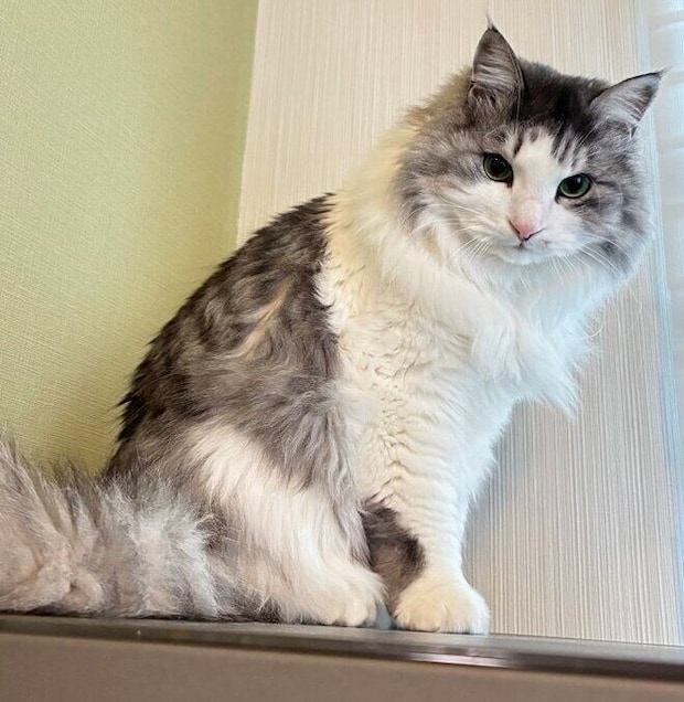6才になったまるるちゃん。
