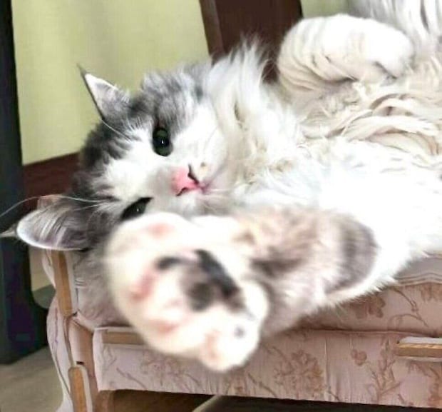 前足を伸ばすまるるちゃん。
