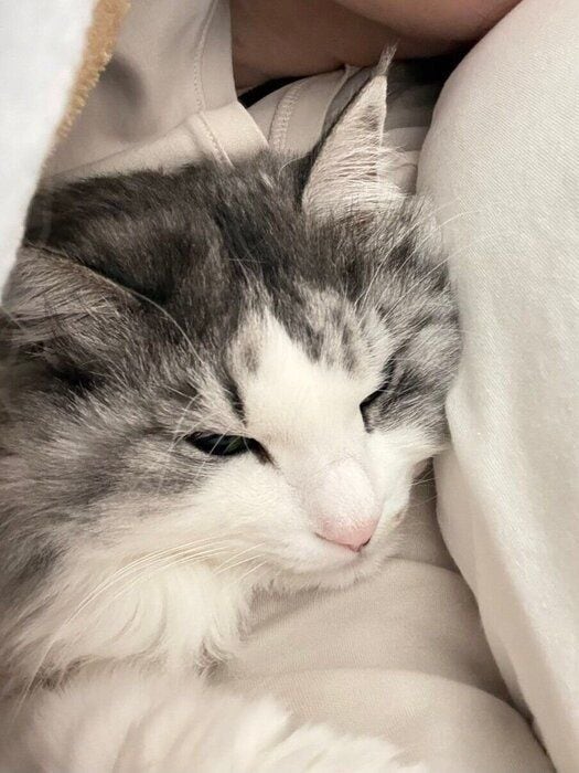 飼い主さんの腕枕でまったりのまるるちゃん。