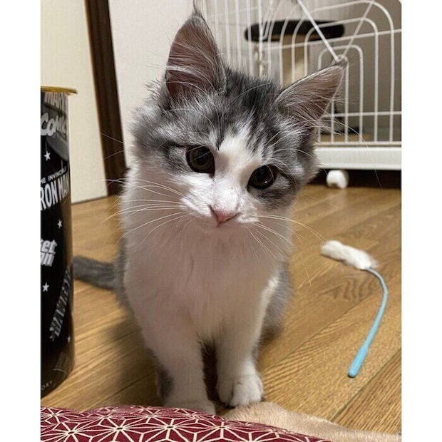 家族に迎えたばかりのころのまるるちゃん。