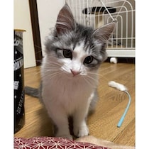 かわいらしい見た目とは裏腹に警戒心が強かった保護子猫→6才の今、甘えん坊なツンデレ猫に！