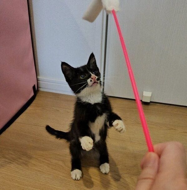 猫じゃらしで遊ぶノアールちゃん