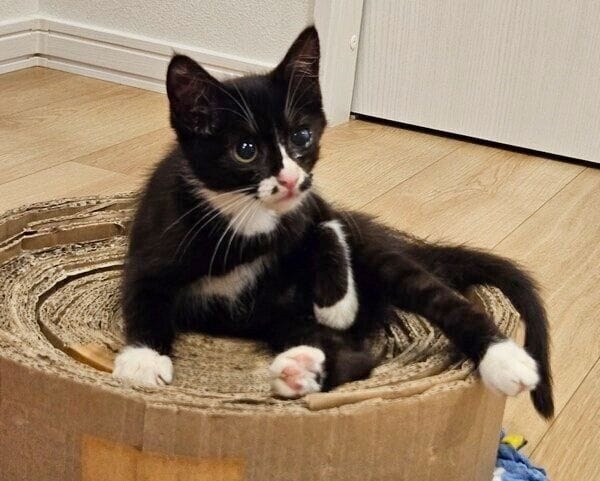 爪とぎ段ボールの上でくつろぐノアールちゃん