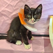 うずくまっていた生後2カ月の子猫を保護　ケアとリハビリを経て、2才の今は誰よりも活発に！