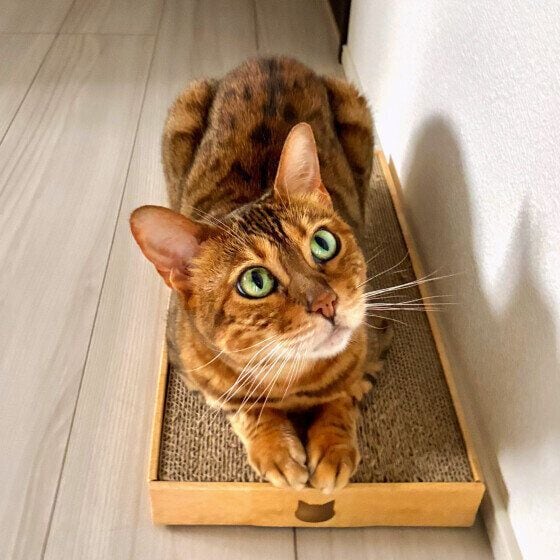 ベンガルのモカちゃん