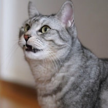 いつでもゴキゲンでいてもらうために！猫の気分を下げない生活の工夫6選