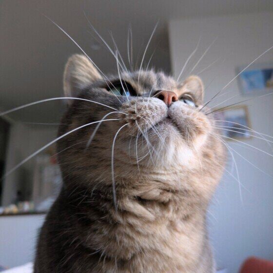 マンチカン　私のお気に入りショット