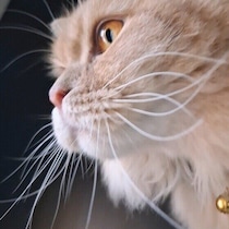 猫のひげは抜けても大丈夫？　注意点を獣医師に聞いた