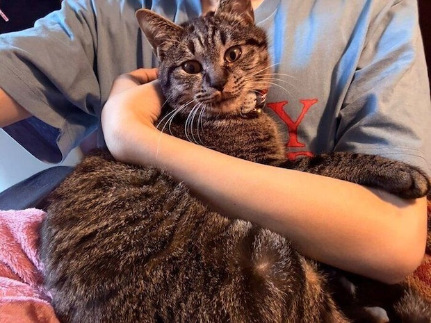 お迎えして少し経った頃、飼い主さんのひざに乗るセトくん