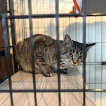 初対面で「にゃーん」と大きな声で応えた保護子猫を家族に！　1才の現在は甘えん坊で元気な猫に成長中