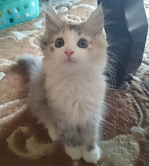 やんちゃに走り回っていた生後2カ月半の子猫→10才の今は、モフモフで優雅な“お嬢様猫”に成長！