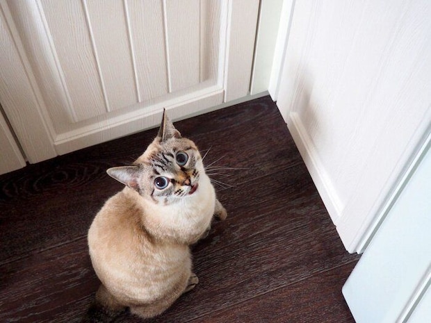 上を見上げる猫