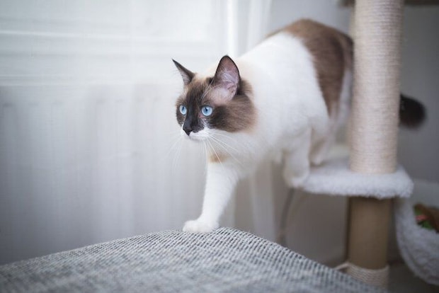 キャットタワーを降りる猫
