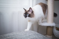 足の不調から発覚！愛猫が発症して初めて知った「3つの病気」リアル体験談