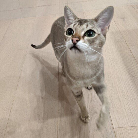 シンガプーラ 遊びたい