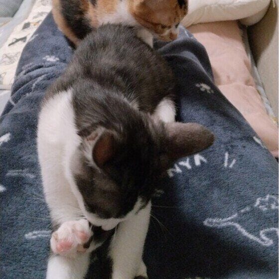 MIX グレー あまえんぼ