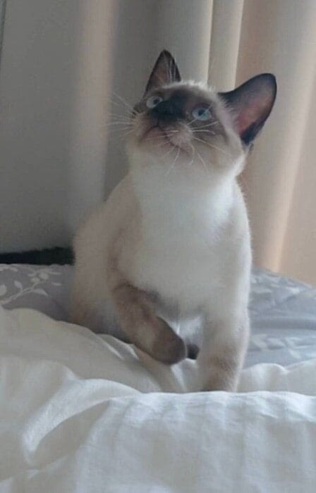 ベッドで遊ぶ生後4カ月の子猫