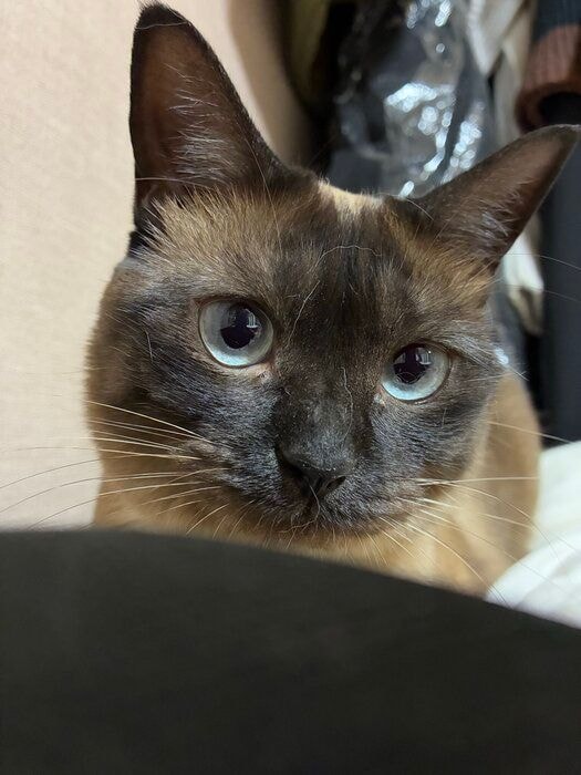 飼い主を見つめる猫