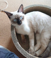 わんぱくで警戒心がない保護子猫と家族に→2才の今は“こんがり”とした「おとなっぽい貫禄のある姿」に成長！