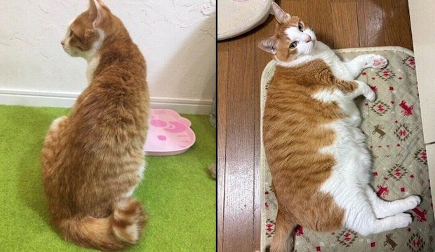 ふうたくんの成長ビフォーアフター